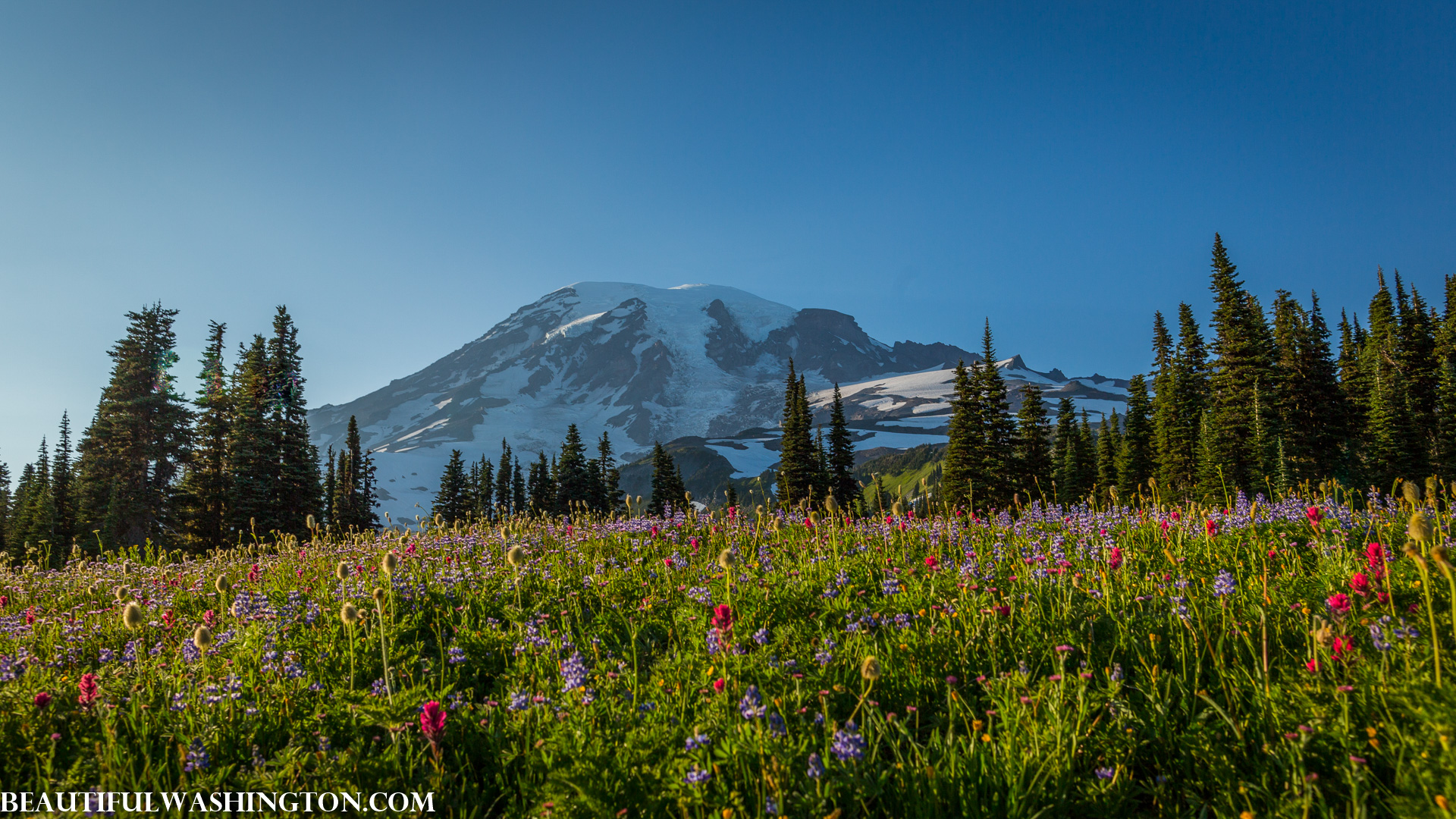 Photo from Washington State