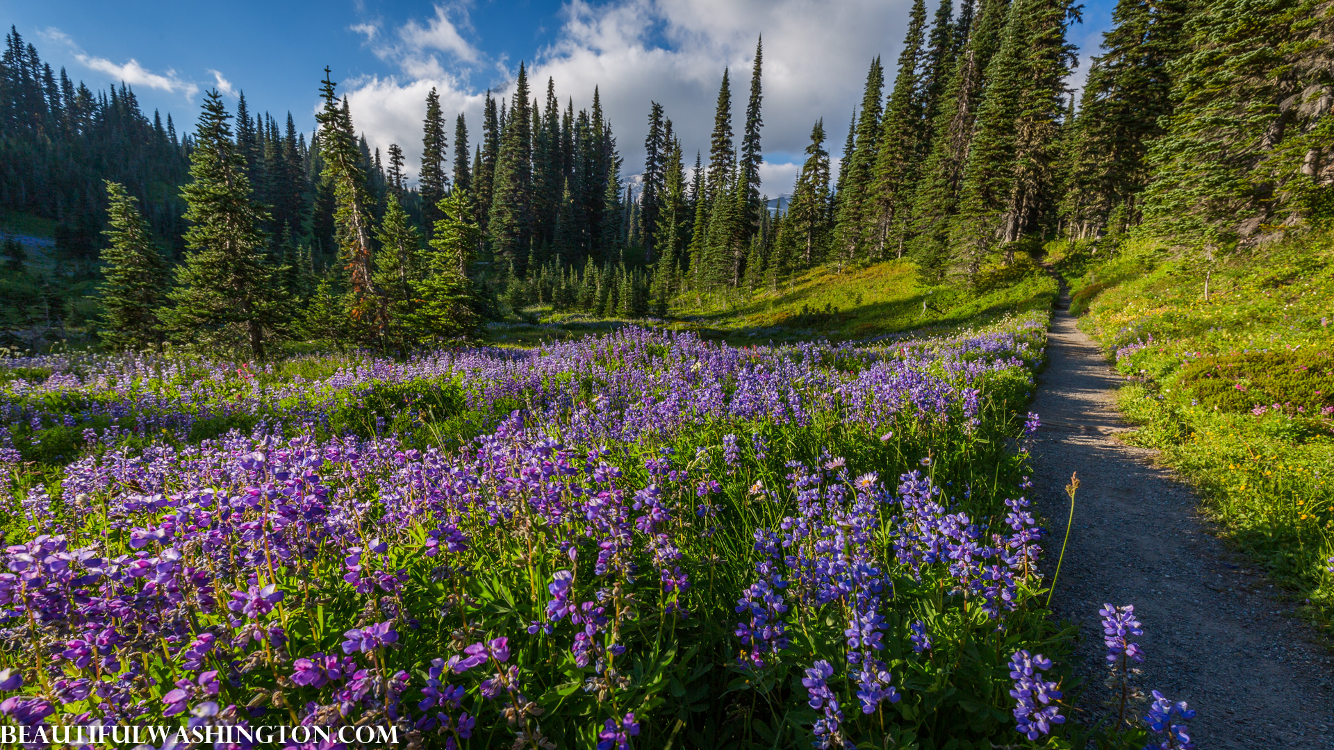 Photo from Washington State