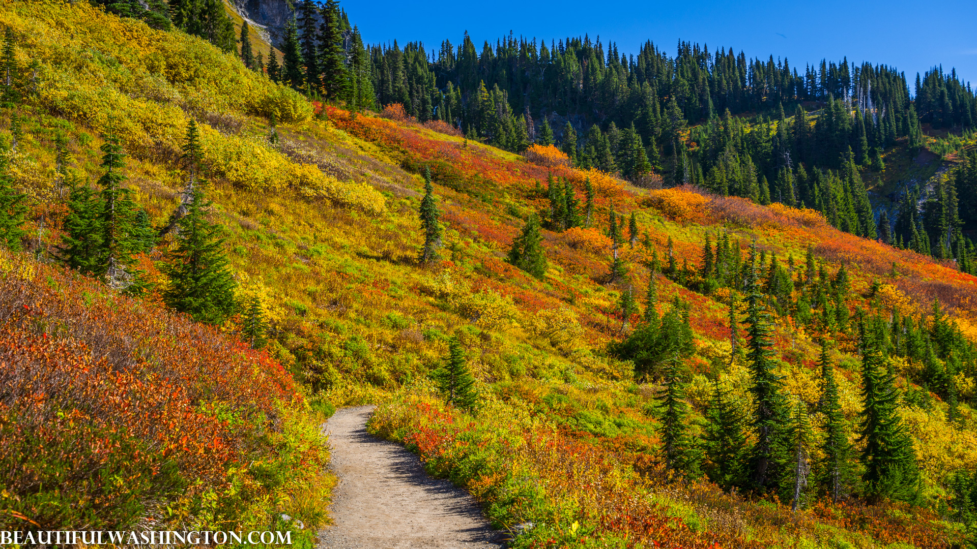 Photo from Washington State