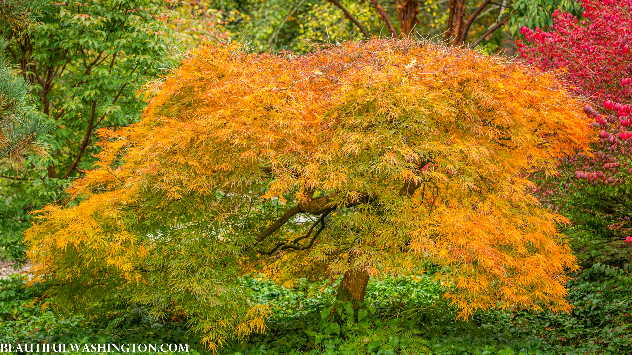 Photo from Washington State