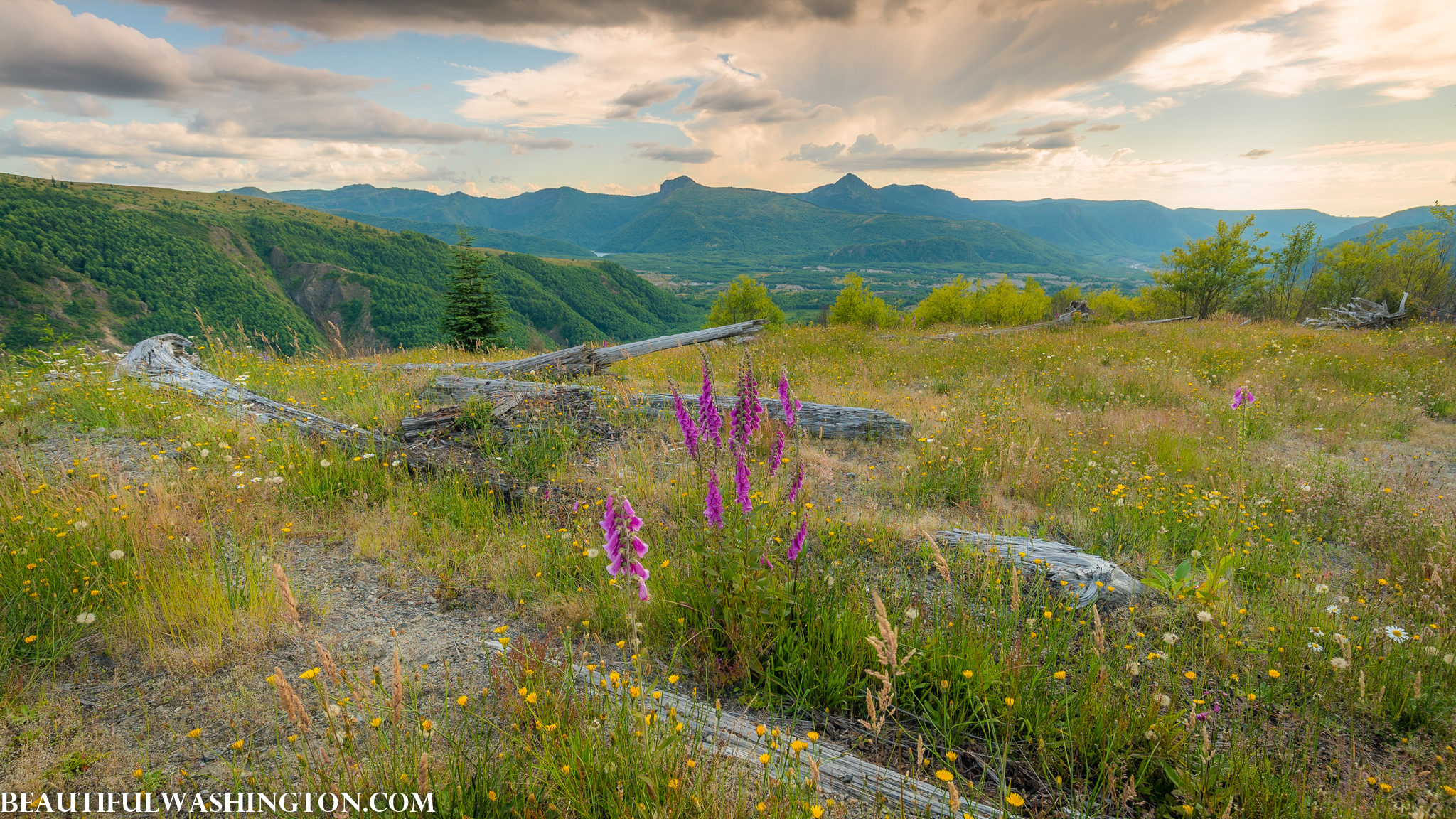 Photo from Washington State