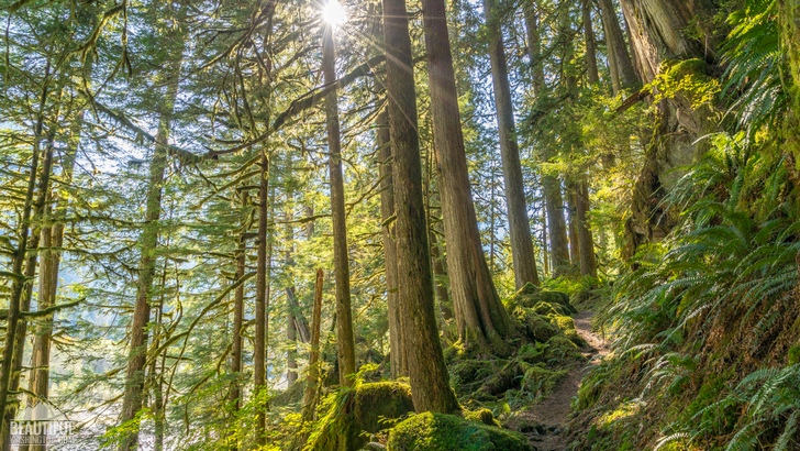 Photo of the Baker River Trail, taken in autumn, North Cascades Region