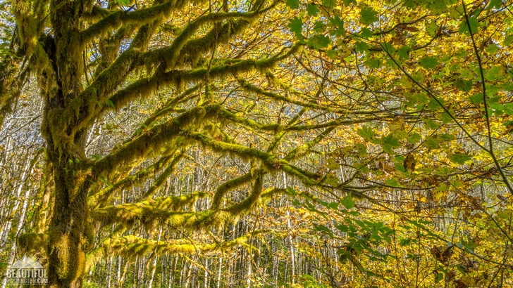 Photo of the Baker River Trail, taken in autumn, North Cascades Region