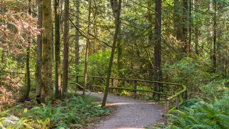 Photo taken at Bridle Trails State Park, King County, Eastside