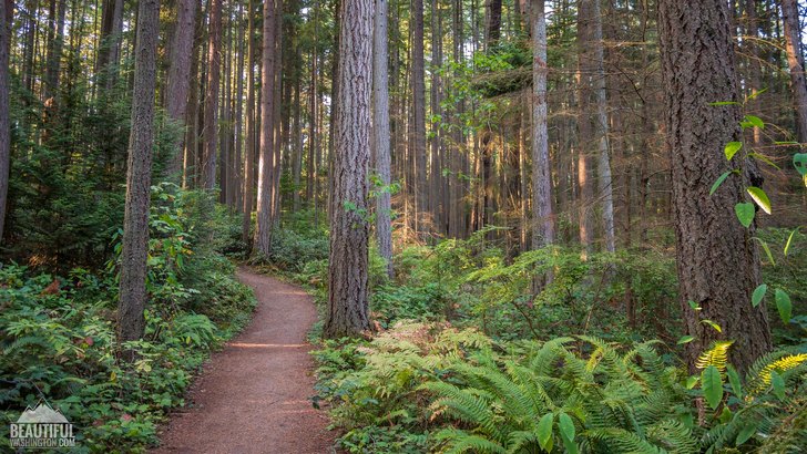 Photo taken at Bridle Trails State Park, King County, Eastside