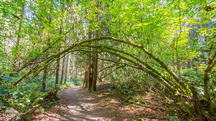 Photo taken at Bridle Trails State Park, King County, Eastside