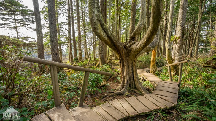 Photo from Cape Flattery Trail, Coast of the Olympic Peninsula