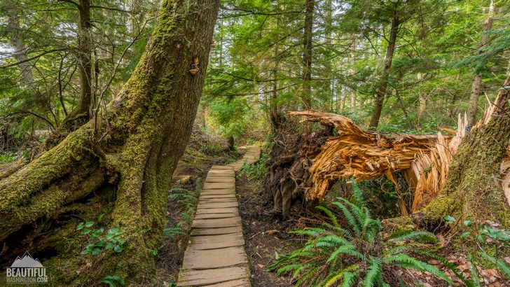 Photo from Cape Flattery Trail, Coast of the Olympic Peninsula