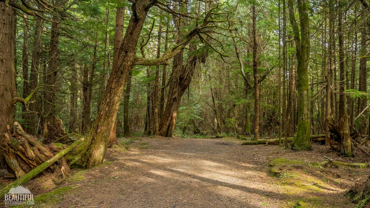 Photo from Cape Flattery Trail, Coast of the Olympic Peninsula