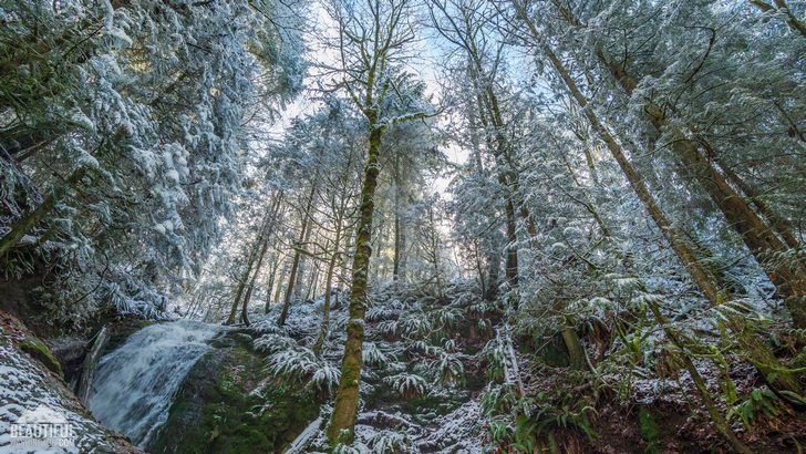 Winter beauty of Coal Creek Falls Trail, King County, Cougar Mountain Regional Wildland Park