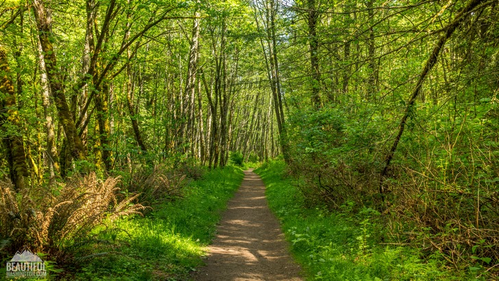 Photo from Cougar Mountain Regional Wildland Park, King County