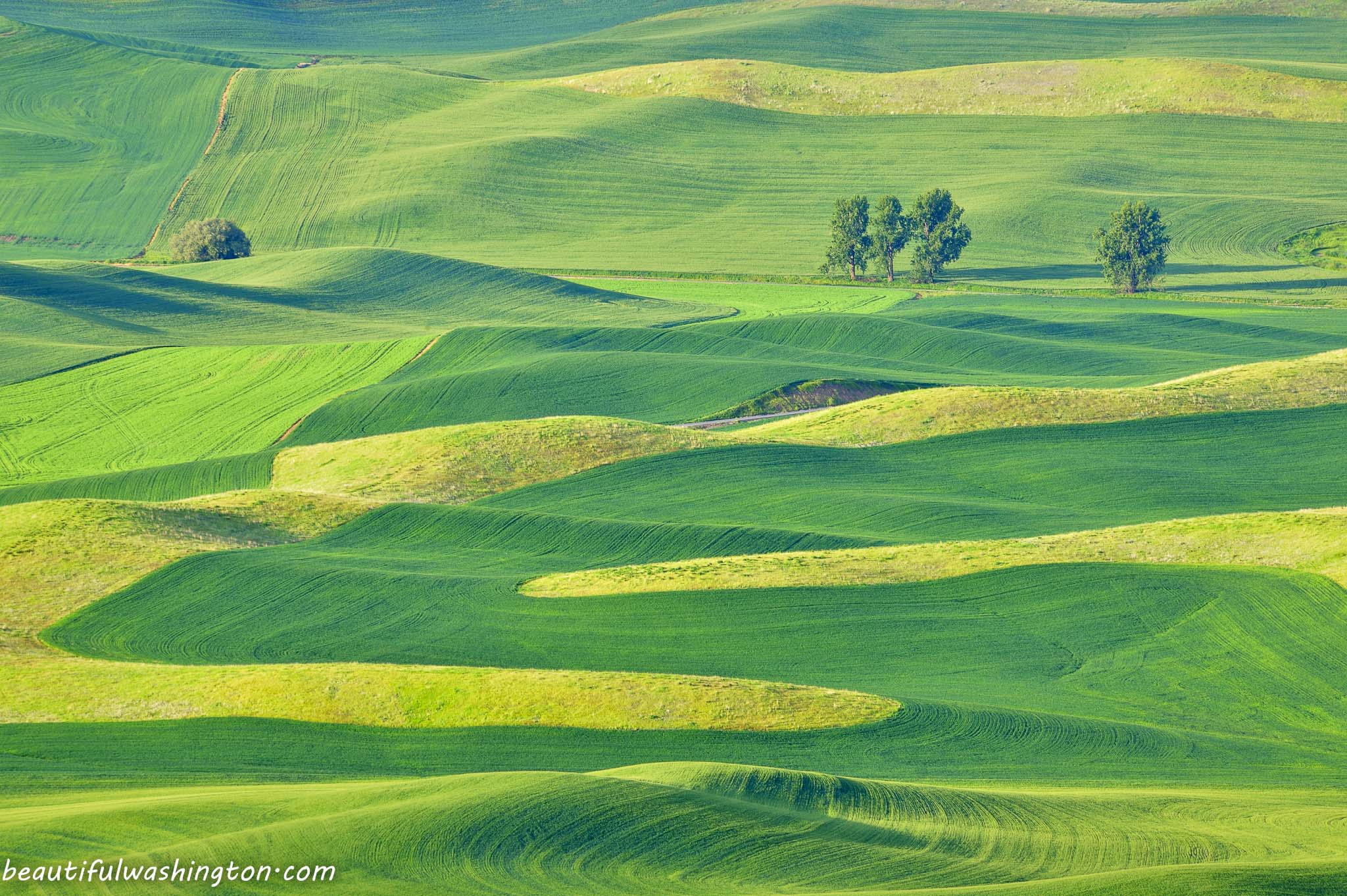 Palouse fields Carolina K Smith 02