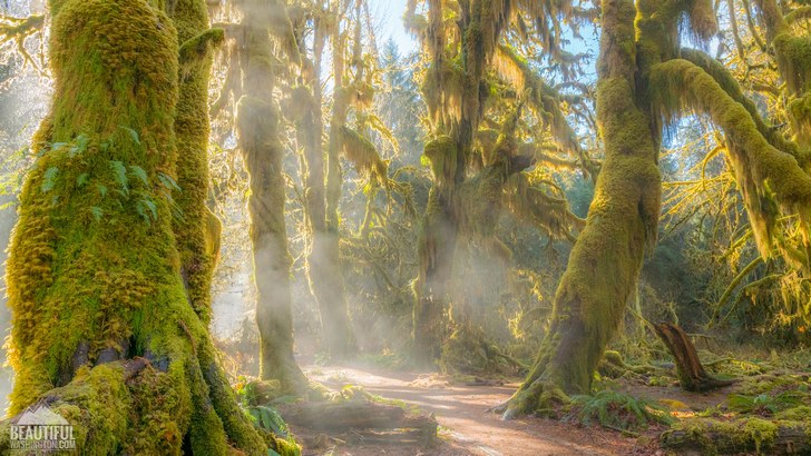 Hall of Mosses Trail