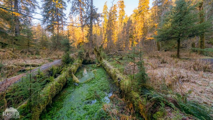 Photo from Olympic National Park, Hoh Rain Forest, Hall Of Mosses Trail