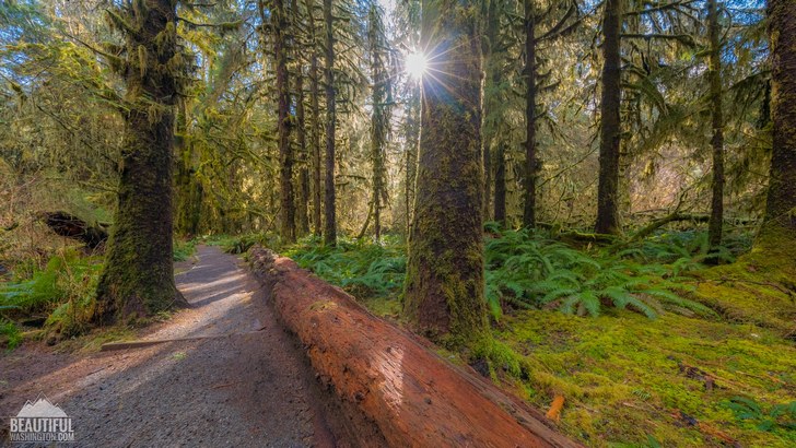 Photo from Olympic National Park, Hoh Rain Forest, Hall Of Mosses Trail