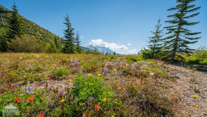 Photo taken from the Harmony Falls Trail, South Cascades Region, Mount St. Helens Area