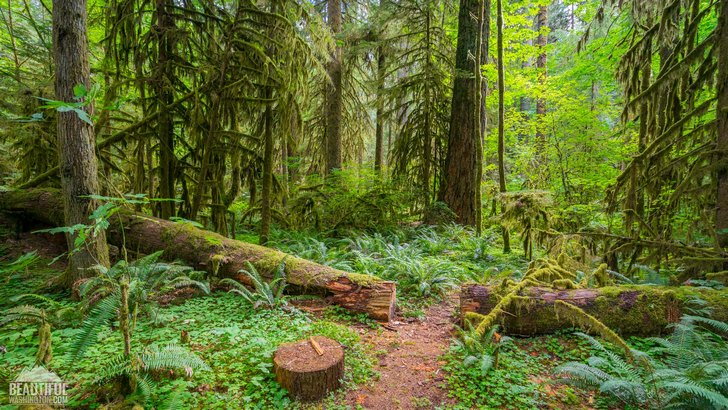 Photo taken at Iron Creek Campground, South Cascades Region, Mount St. Helens area