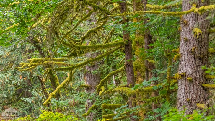 Photo taken from the Iron Horse State Park, Washington