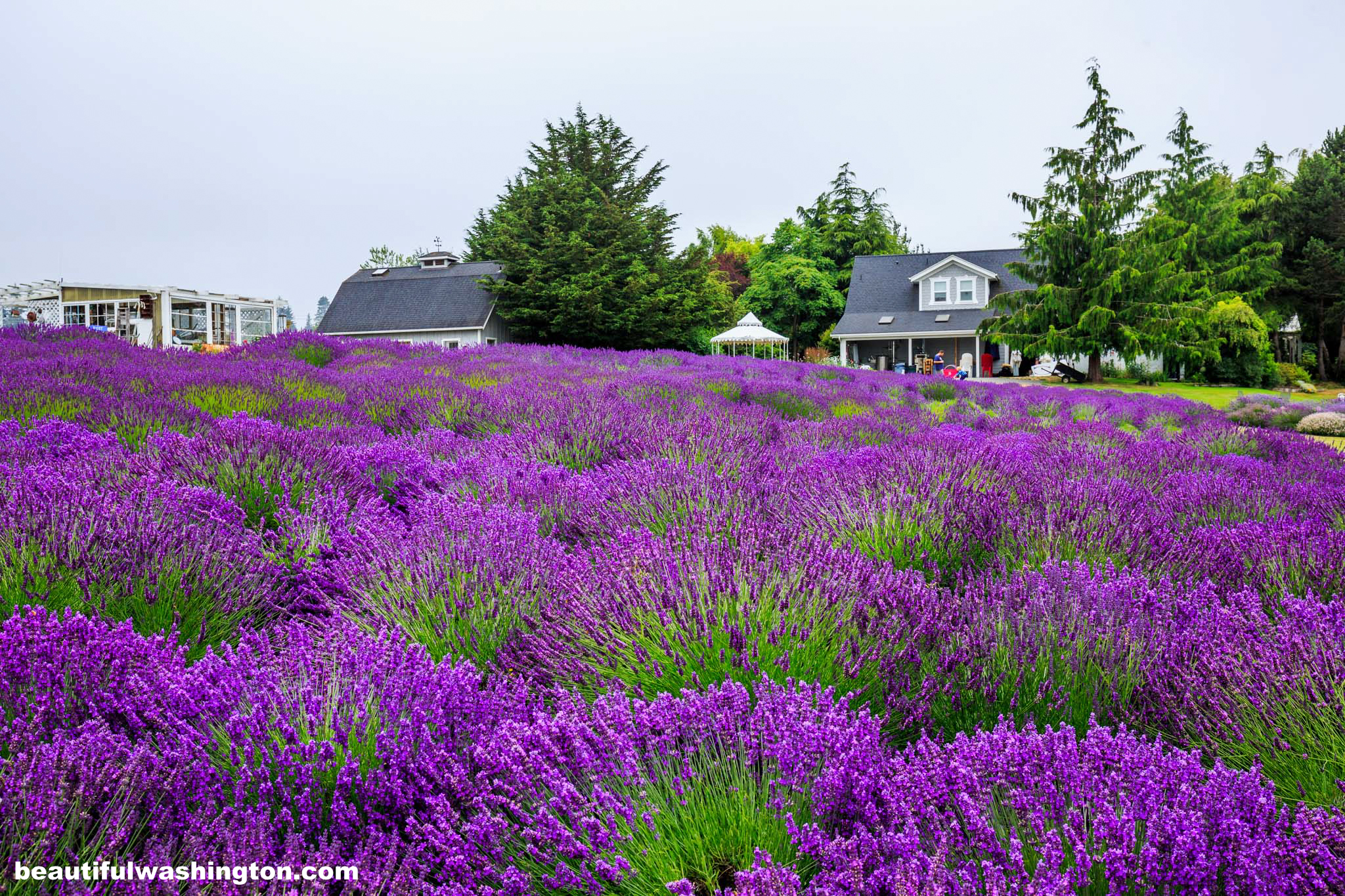 Jardin Du Soleil Lavender 1