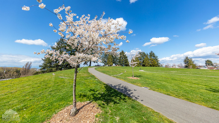 Photo taken from Jefferson Park, Beacon Hill, in South Seattle, Washington