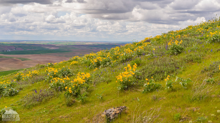 Photo taken at Kamiak Butte County Park, Whitman County