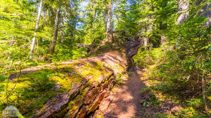 Photo of the Mount Catherine Trail and the views it provides, Snoqualmie Region, Washington State