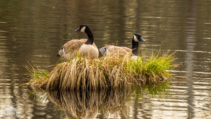 Photo from Nisqually National Wildlife Refuge, Washington