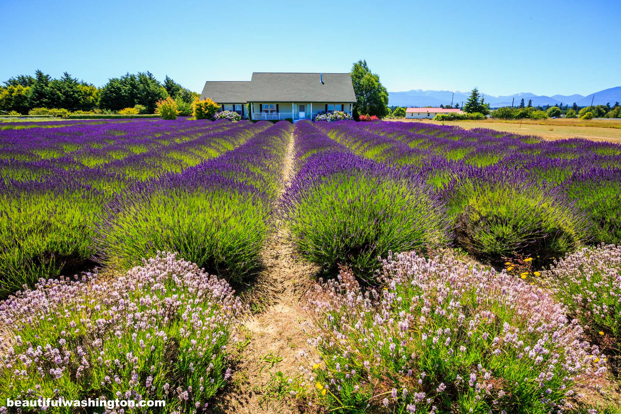 Oliver's Lavender Farm 1