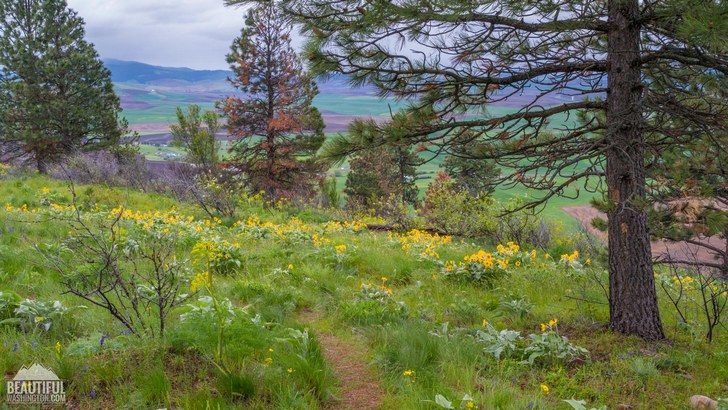 Photo taken at Pine Ridge Trail, Kamiak Butte State Park, Whitman County, Eastern Washington