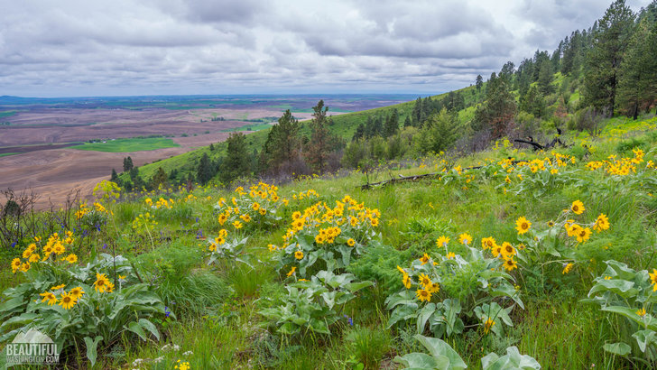 Photo taken at Pine Ridge Trail, Kamiak Butte State Park, Whitman County, Eastern Washington