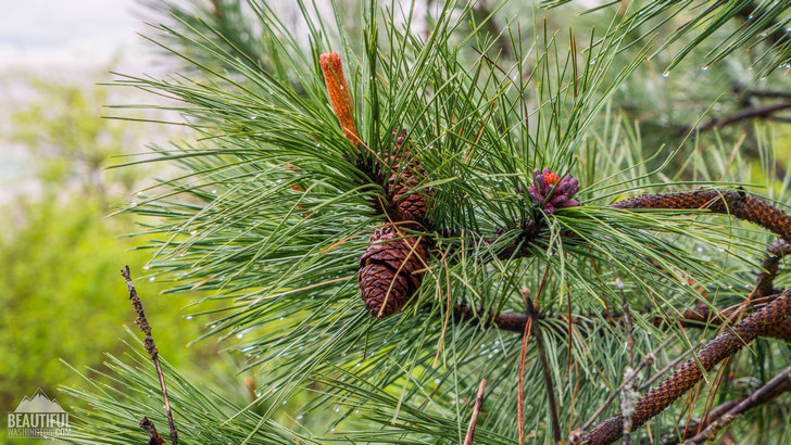 Photo taken at Pine Ridge Trail, Kamiak Butte State Park, Whitman County, Eastern Washington