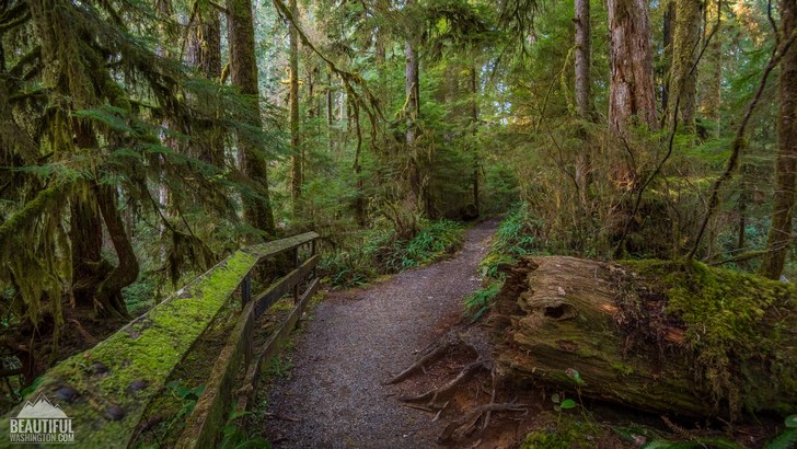 Photo taken at the Quinault Loop Trail, Olympic Peninsula Region