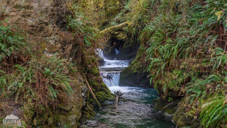 Photo taken at the Quinault Loop Trail, Olympic Peninsula Region