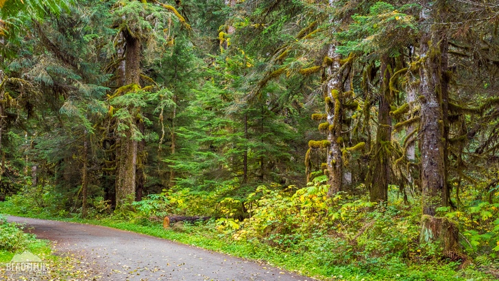 Photo from Silver Fir Campground, North Cascades Region, Mt. Baker area