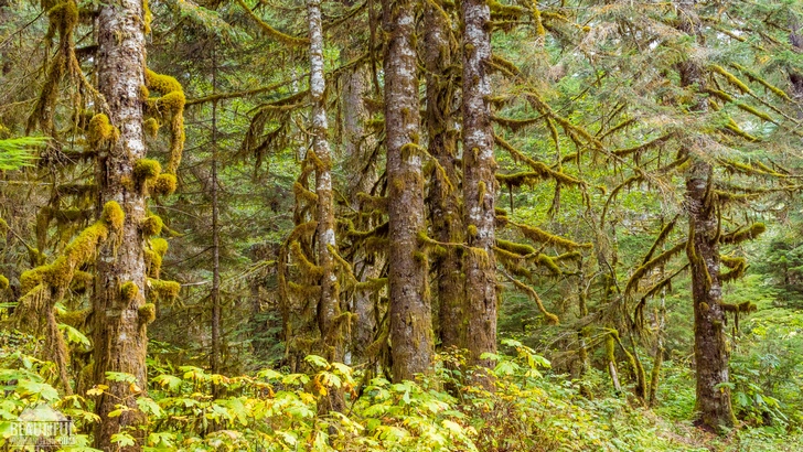 Photo from Silver Fir Campground, North Cascades Region, Mt. Baker area