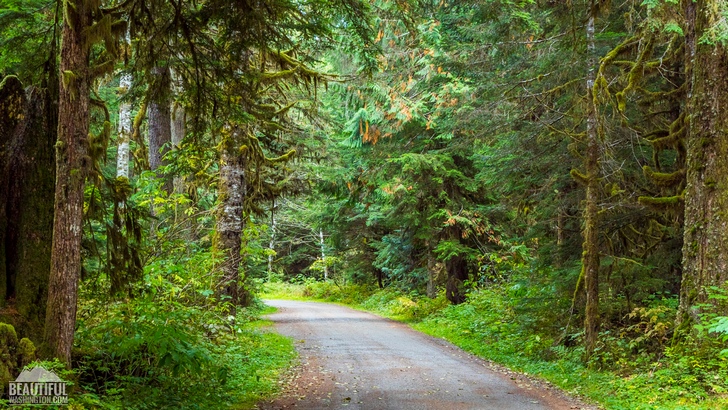 Photo from Silver Fir Campground, North Cascades Region, Mt. Baker area