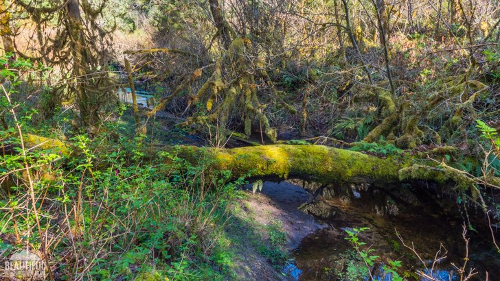 Photo taken at Spring Lake / Lake Desire Park, King County, Washington State