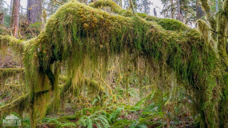 Photo from Olympic National Park, Hoh Rain Forest, Spruce Nature Trail