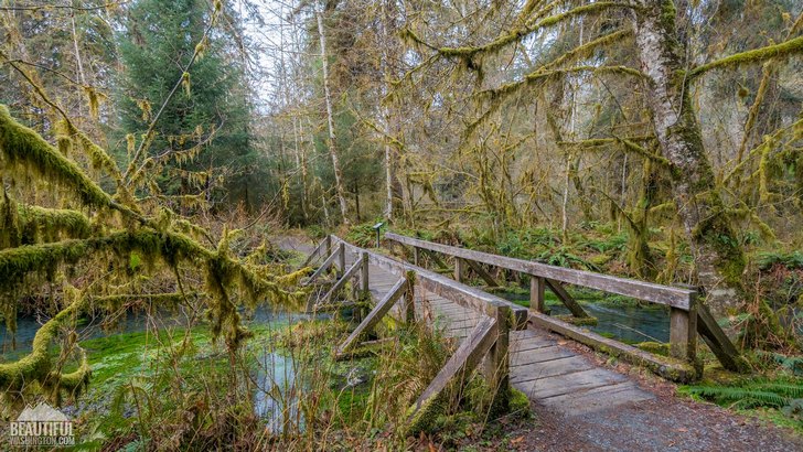 Photo from Olympic National Park, Hoh Rain Forest, Spruce Nature Trail