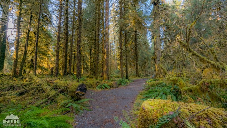 Photo from Olympic National Park, Hoh Rain Forest, Spruce Nature Trail