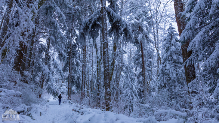 Walking in a snowy forest 