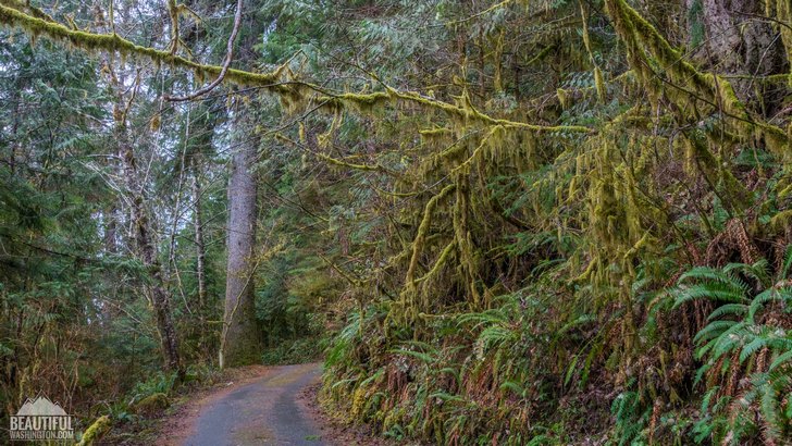 Photo taken at Willaby Campground, located on the south shore of Lake Quinault, Olympic Peninsula Region