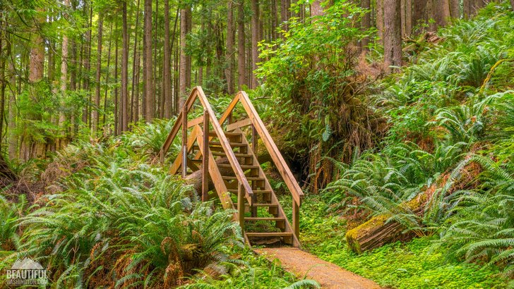 Photo of the Willapa Art Trail and the Cutthroat Climb Trail, located at Willapa National Wildlife Refuge, Pacific County