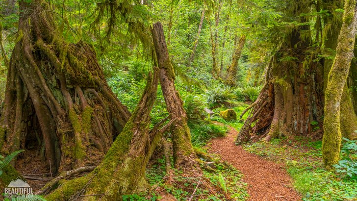 Photo of the Willapa Art Trail and the Cutthroat Climb Trail, located at Willapa National Wildlife Refuge, Pacific County